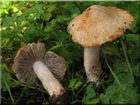 Ziegelroter Risspilz - Inocybe erubescens