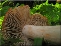 Ziegelroter Risspilz - Inocybe erubescens