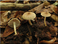 Flockiger Risspilz - Inocybe flocculosa