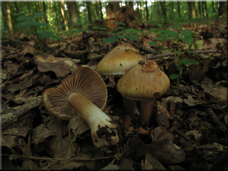 Birnen-Risspilz - Inocybe fraudans 