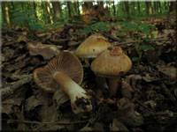 Birnen-Risspilz - Inocybe fraudans 