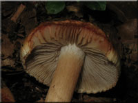 Birnen-Risspilz - Inocybe fraudans 