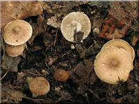 Braunstreifiger Risspilz - Inocybe fuscidula