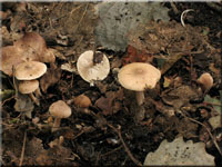 Braunstreifiger Risspilz - Inocybe fuscidula