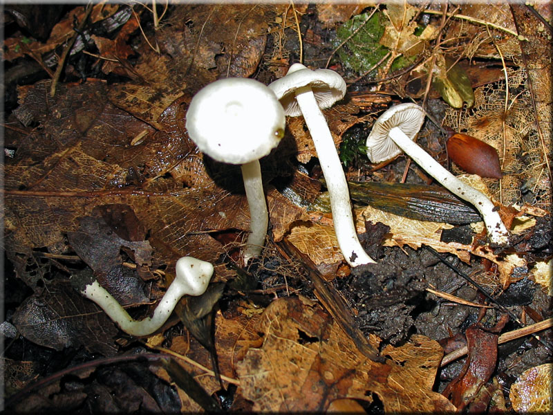 Erdblttriger Risspilz - Inocybe geophylla 