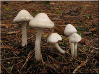 Erdblttriger Risspilz - Inocybe geophylla 