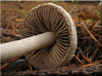 Erdblttriger Risspilz - Inocybe geophylla 