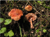 Rötender Risspilz - Inocybe godeyi