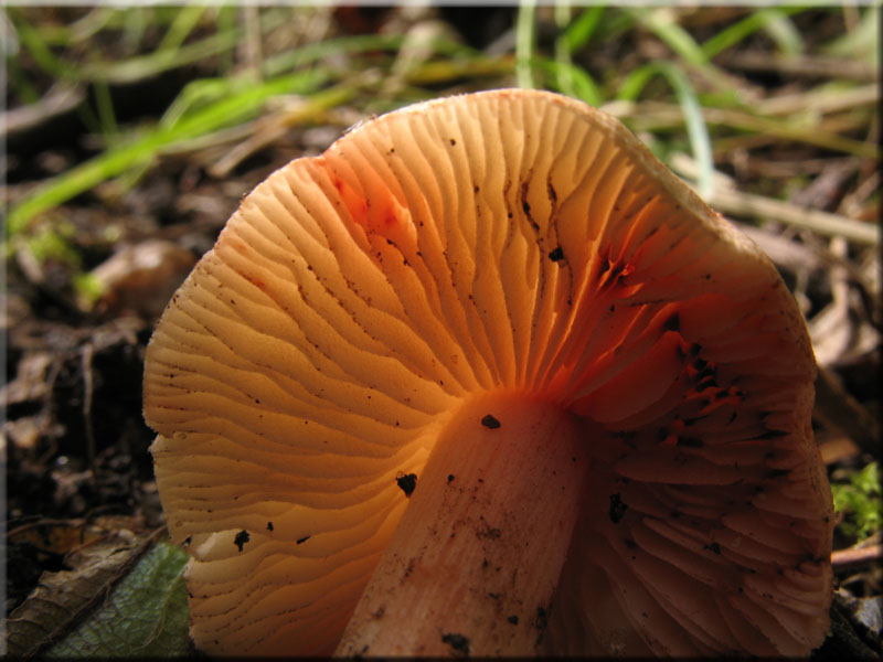 Rtender Risspilz - Inocybe godeyi