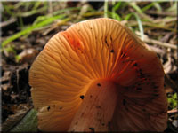 Rtender Risspilz - Inocybe godeyi