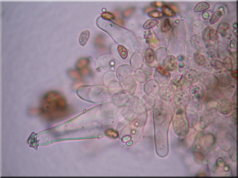 Rtender Risspilz - Inocybe godeyi