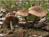 Spindelsporiger Risspilz - Inocybe lacera
