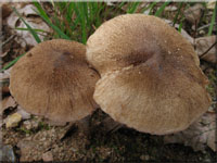 Spindelsporiger Risspilz - Inocybe lacera