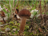 Spindelsporiger Risspilz - Inocybe lacera