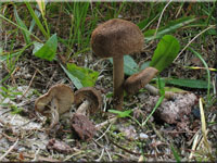 Spindelsporiger Risspilz - Inocybe lacera