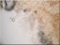 Spindelsporiger Risspilz - Inocybe lacera