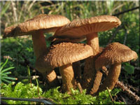 Wolliger Risspilz - Inocybe lanuginosa