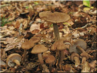 Wolliger Risspilz - Inocybe lanuginosa
