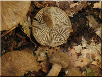 Wolliger Risspilz - Inocybe lanuginosa