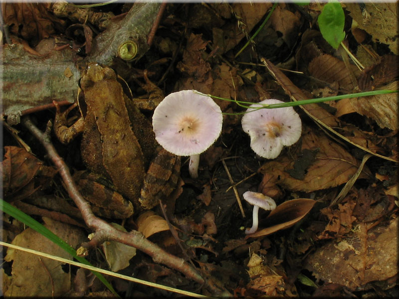 Lilaseidiger Risspilz - Inocybe lilacina
