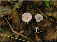 Lilaseidiger Risspilz - Inocybe lilacina