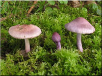 Lilaseidiger Risspilz - Inocybe lilacina