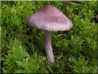 Lilaseidiger Risspilz - Inocybe lilacina