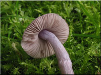 Lilaseidiger Risspilz - Inocybe lilacina