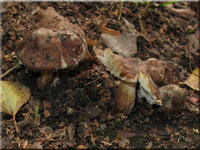 Gefleckter Risspilz - Inocybe maculata