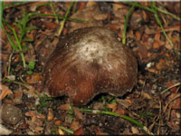 Gefleckter Risspilz - Inocybe maculata