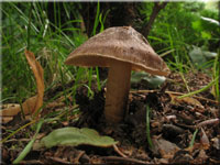 Gefleckter Risspilz - Inocybe maculata