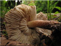 Gefleckter Risspilz - Inocybe maculata