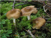 Gerandetknolliger Risspilz - Inocybe mixtilis