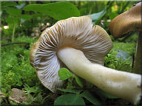 Gerandetknolliger Risspilz - Inocybe mixtilis