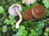 Früher Risspilz - Inocybe nitidiuscula