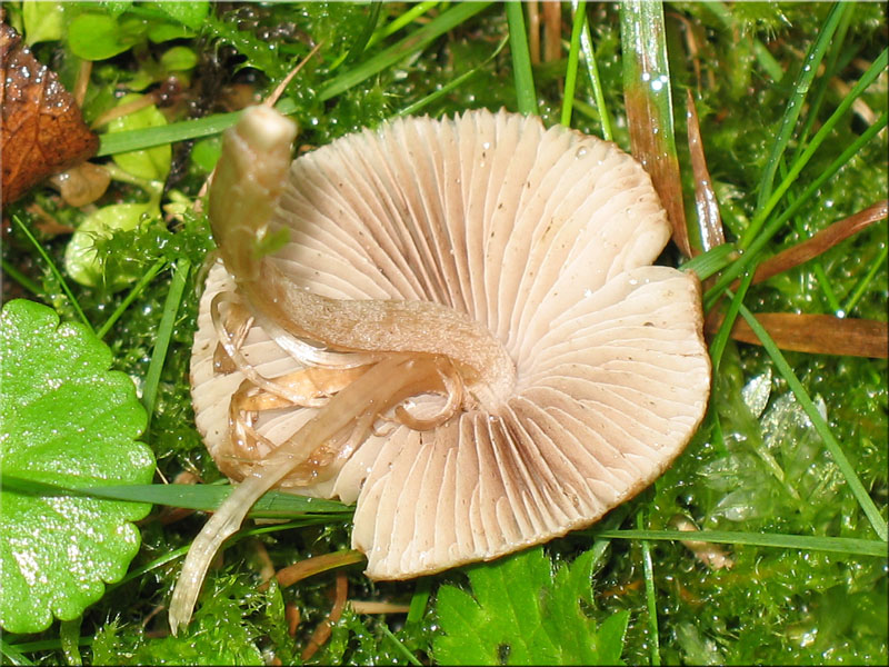 Frher Risspilz - Inocybe nitidiuscula