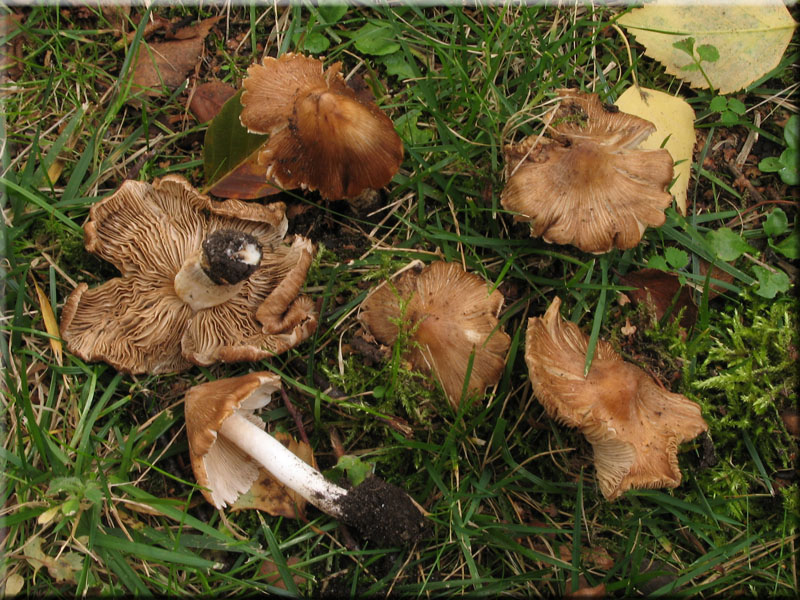 Pilze Rotbrauner Kegeliger Risspilz Inocybe perlata