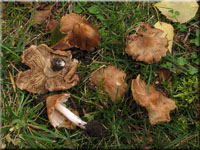 Rotbrauner Kegeliger Risspilz - Inocybe perlata