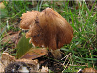Rotbrauner Kegeliger Risspilz - Inocybe perlata