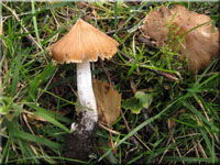 Rotbrauner Kegeliger Risspilz - Inocybe perlata