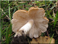 Rotbrauner Kegeliger Risspilz - Inocybe perlata