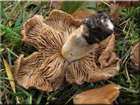 Rotbrauner Kegeliger Risspilz - Inocybe perlata