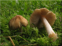 Kegeliger Risspilz - Inocybe rimosa 