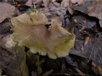 Kegeliger Risspilz - Inocybe rimosa 