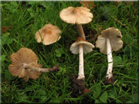 Kegeliger Risspilz - Inocybe rimosa 