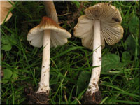 Kegeliger Risspilz - Inocybe rimosa 