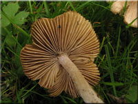 Kegeliger Risspilz - Inocybe rimosa 
