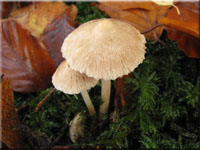 Wollfädiger Risspilz - Inocybe sindonia