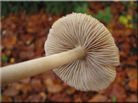 Wollfädiger Risspilz - Inocybe sindonia