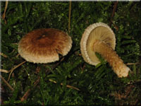 Schuppenstieliger Risspilz - Inocybe terrigena